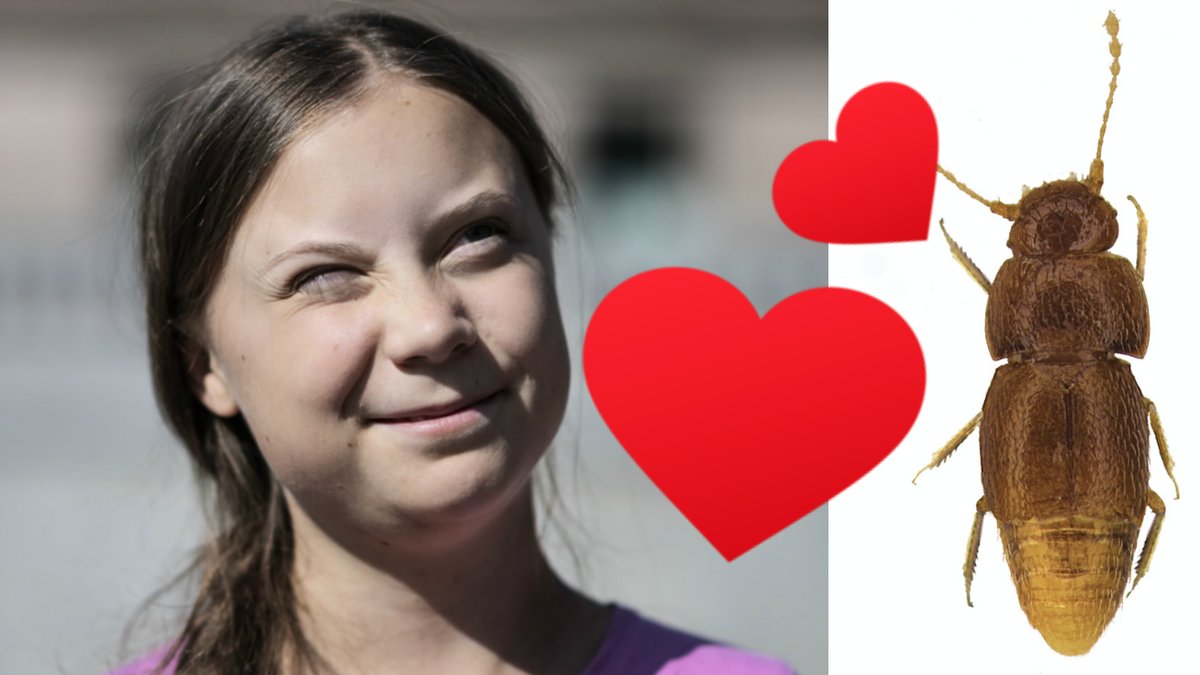 Skalbagge-dops-efter-Greta-Thunberg
